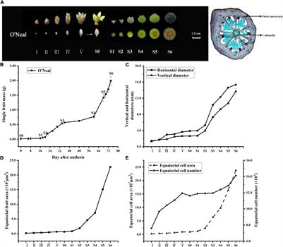 Transcriptomic and Physiological Analysis Reveals the Responses to Auxin and Abscisic Acid Accumulation During Vaccinium corymbosum Flower Bud and Fruit Development